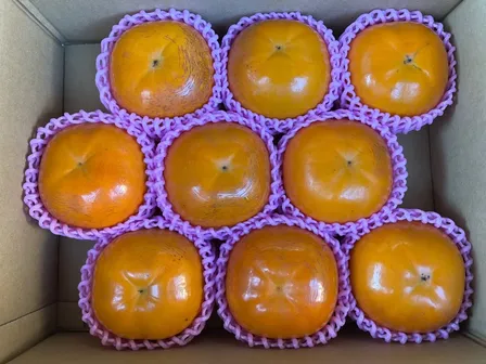 福岡県産たいしゅう（太秋）柿【9玉入り、2Lサイズ】『収穫後期』