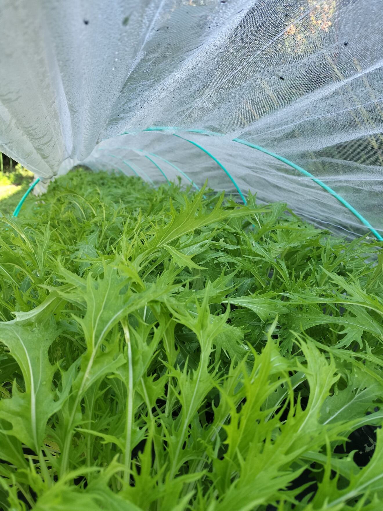 【丹波直送】旬の丹波野菜詰め合わせ｜料理のお手間、減らします♪