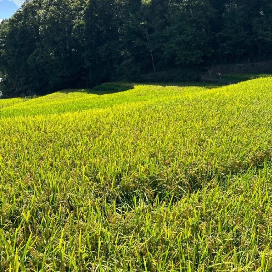 【農家直送】広島県産アキサカリ 5kg 白米　玄米　可　お米　米　粒立ちの良いお米（玄米/白米対応）
