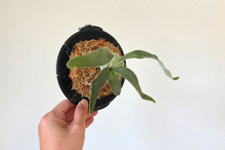 【壁にかけれる植物！】ビカクシダ ベイチー 板付け
