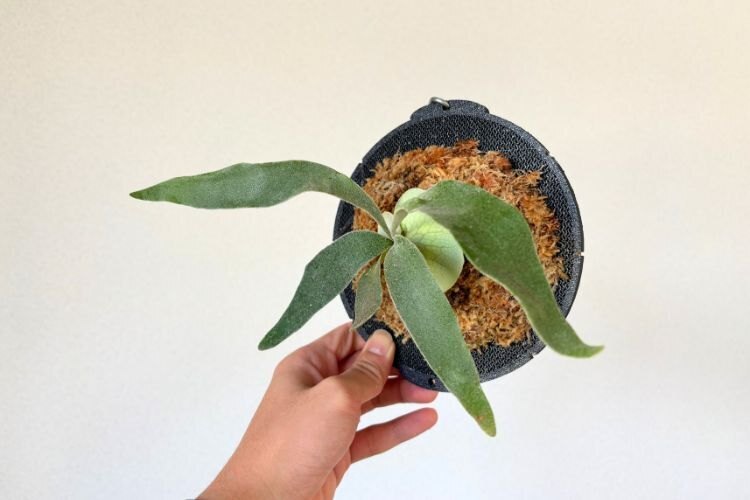 【壁にかけれる植物！】ビカクシダ ベイチー 板付け
