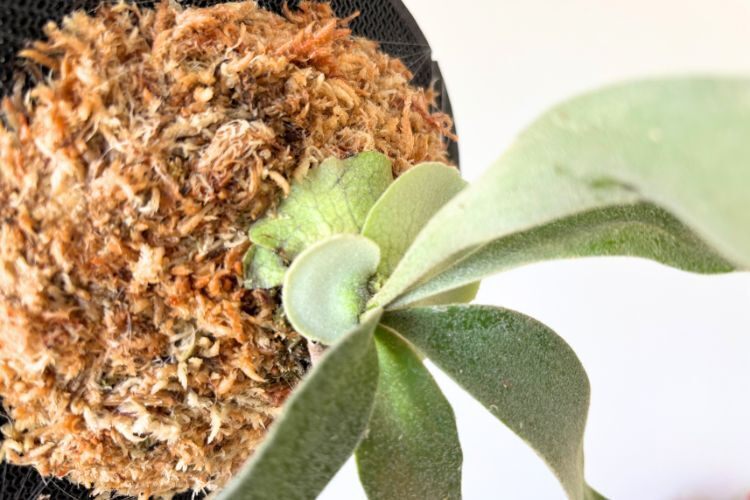 【壁にかけれる植物！】ビカクシダ ベイチー 板付け
