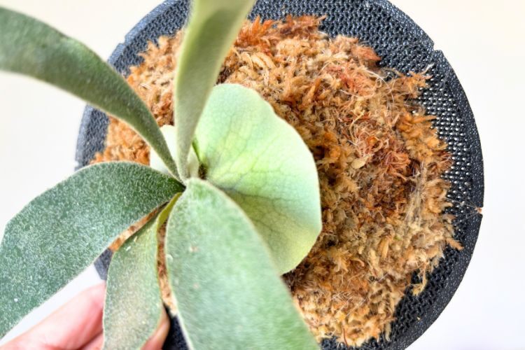 【壁にかけれる植物！】ビカクシダ ベイチー 板付け
