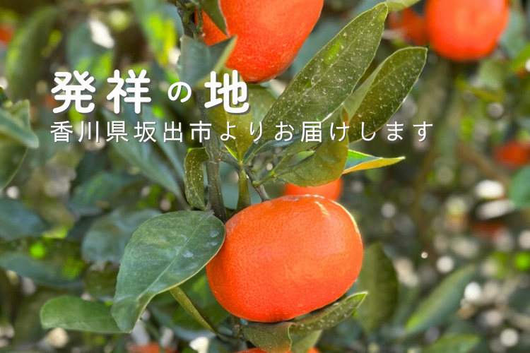【予約】奇跡の紅いみかん「小原紅早生みかん」小玉（2Sサイズ）5キロ