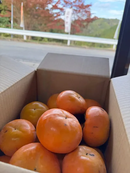 富有柿なのに種がない？！　西吉野の富有柿【家庭用】４kg入　※自家農園の柿のみ使用