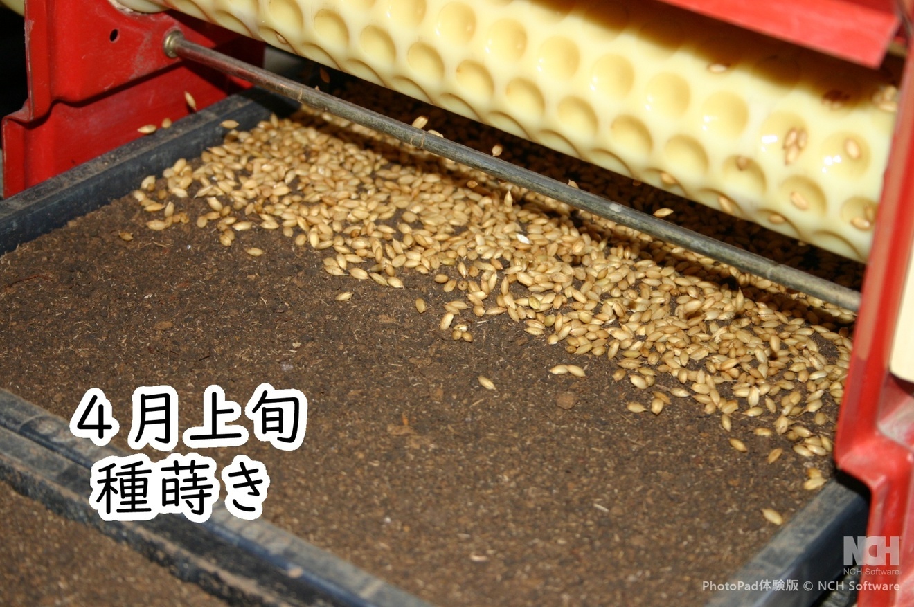 令和7年山形県庄内産『はえぬき』
うまみ白米 6合（900g）