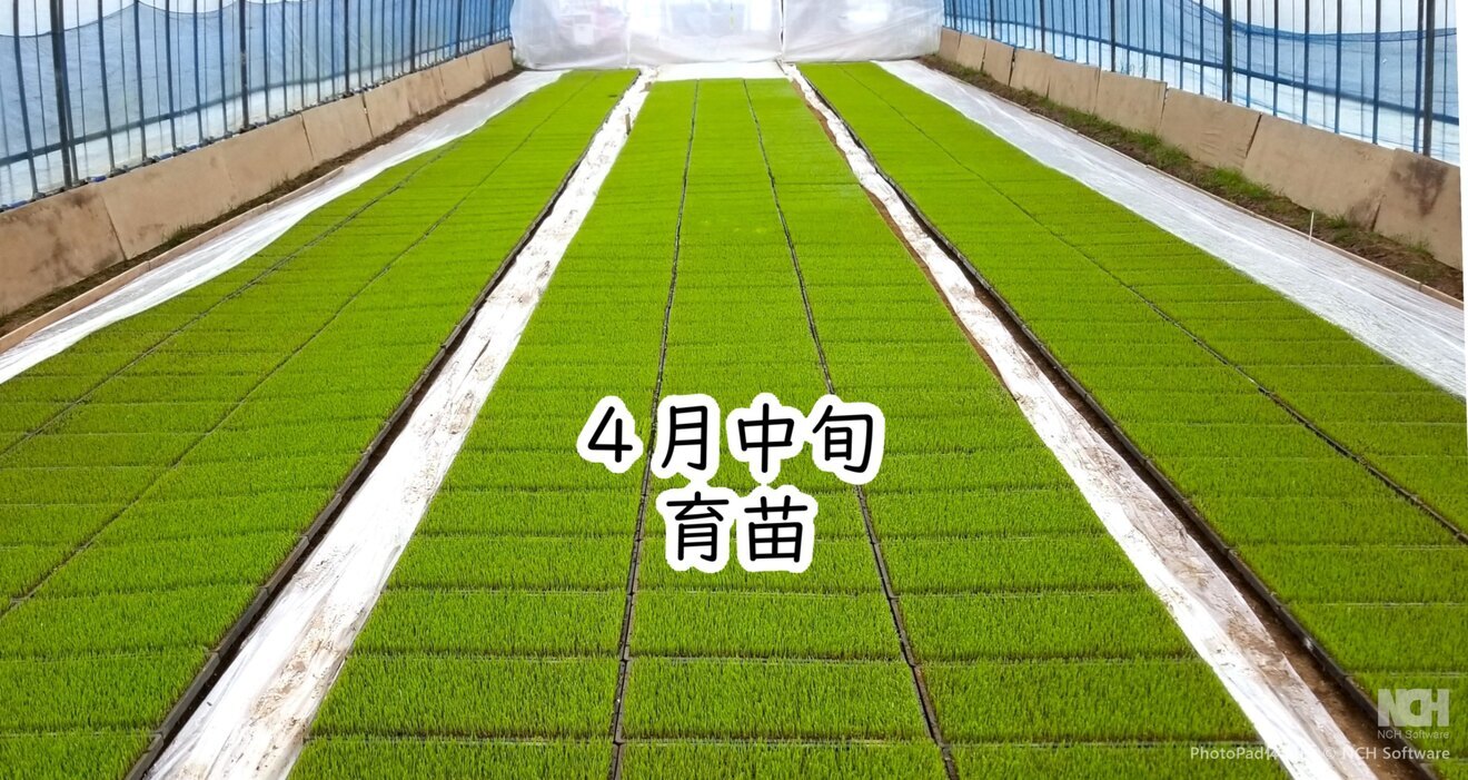 令和7年山形県庄内産『はえぬき』
うまみ白米 6合（900g）