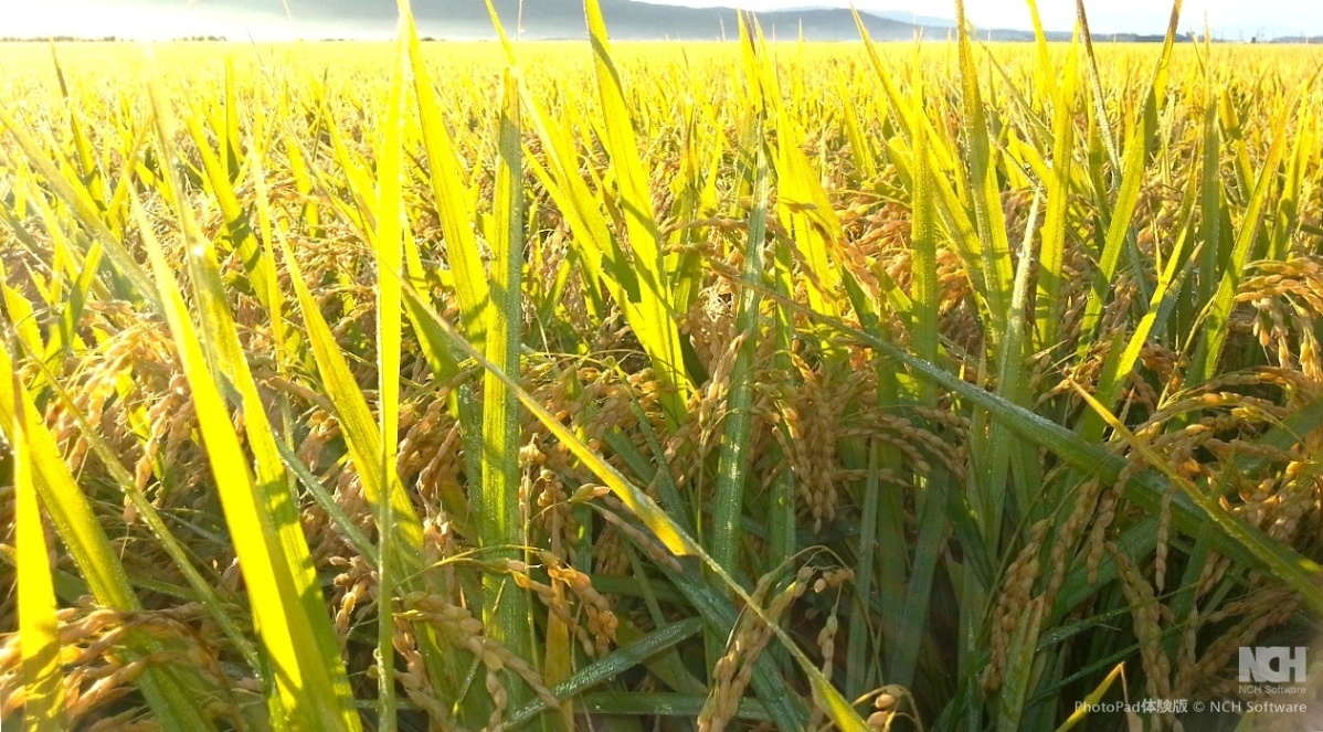 令和7年山形県庄内産『はえぬき』
うまみ白米 6合（900g）