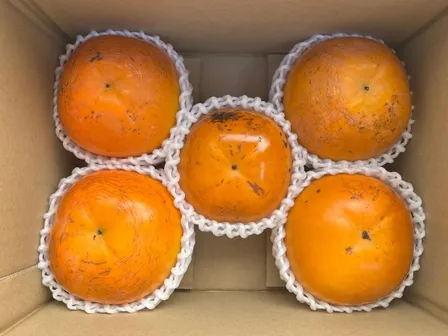 表面キズなどあり 福岡県産たいしゅう（太秋）柿【2Lサイズ4玉、Mサイズ1玉 】『収穫後期』
