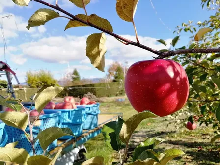 【農家直送】信州サンふじ 3kg（家庭用）🍎今年最後の感謝を込めて