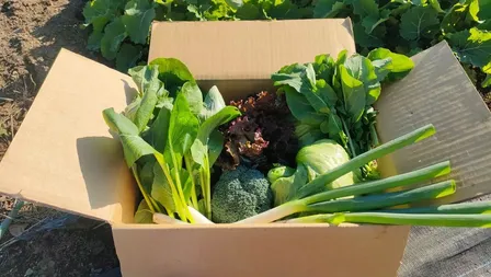 【80サイズ】家族で育てた自然派春野菜セット
