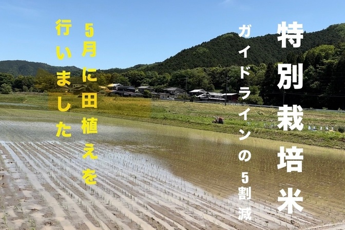 5K "特別栽培米"コシヒカリ R7年度兵庫県丹波市産　
少量生産🌾節減対象農薬：当地比　５割減