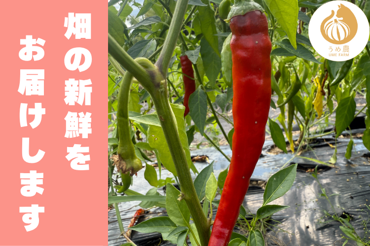 【畑の衝撃！！】──赤唐辛子パウダー（激辛唐辛子）　栽培時農薬不使用