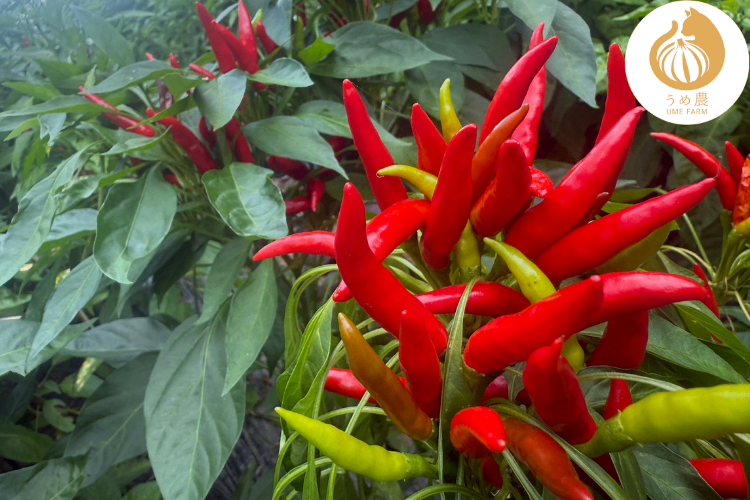 【辛い！！！】熊本県産 唐辛子 鷹の爪 乾燥 30g 栽培期間中農薬不使用