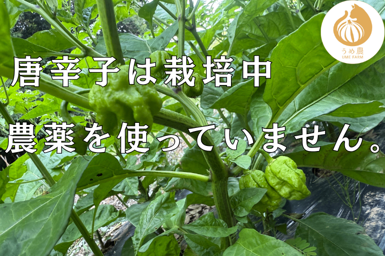 【畑からの挑戦状🔥】──青唐辛子パウダー（トリニダードスコーピオン）　栽培時農薬不使用
