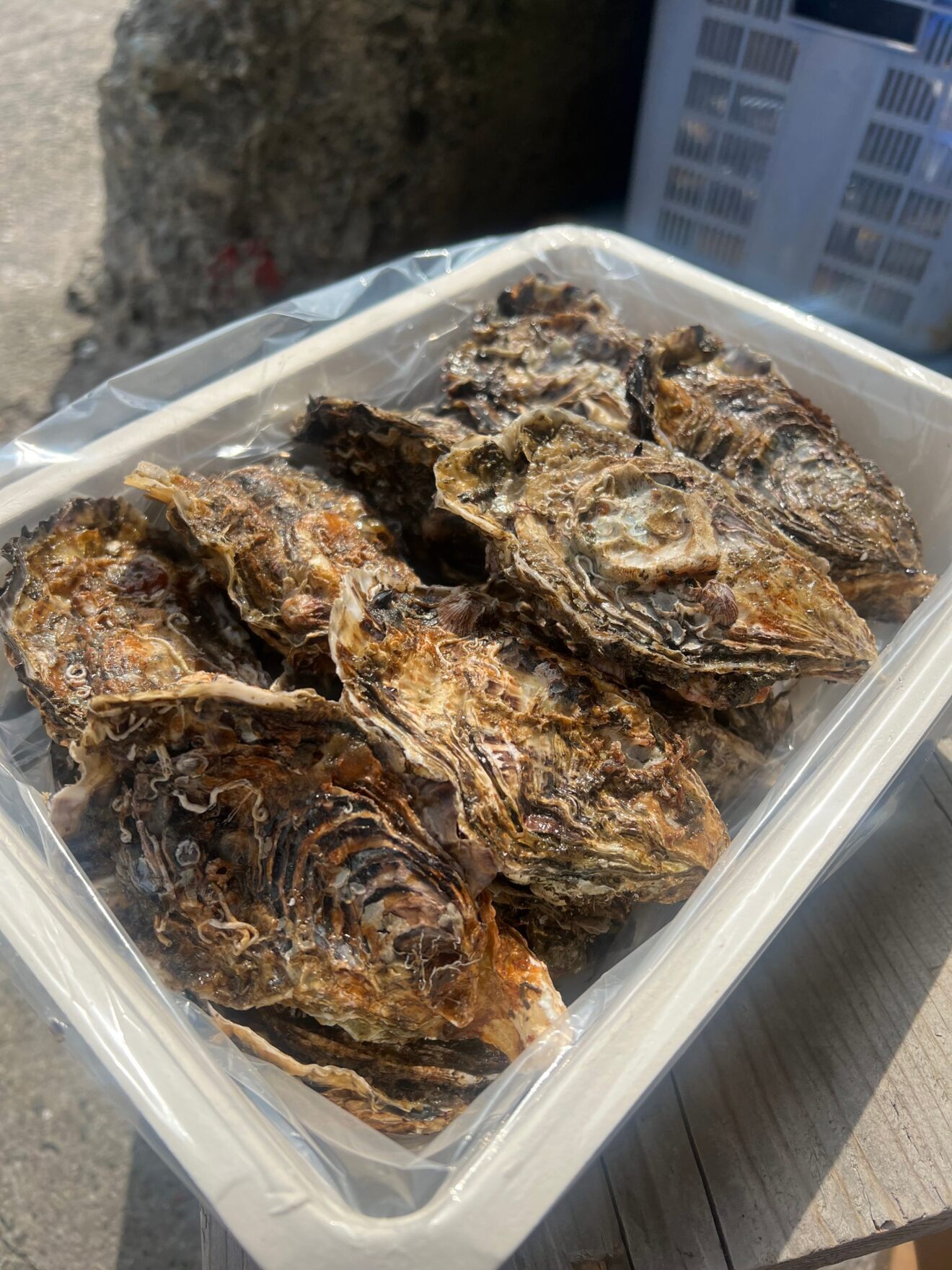 30日 発送分ブランド品種　広島産カキ小町（希少品種）殻付き牡蠣 2kg 発送日限定品 近県送料込み