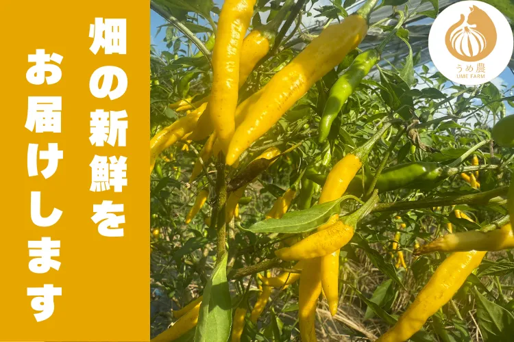 【畑の衝撃！！】──黄金唐辛子パウダー　栽培期間中農薬不使用