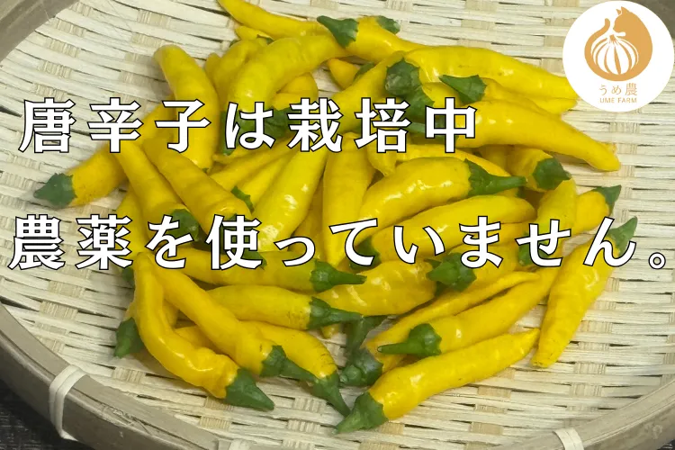 【畑の衝撃！！】──黄金唐辛子パウダー　栽培期間中農薬不使用