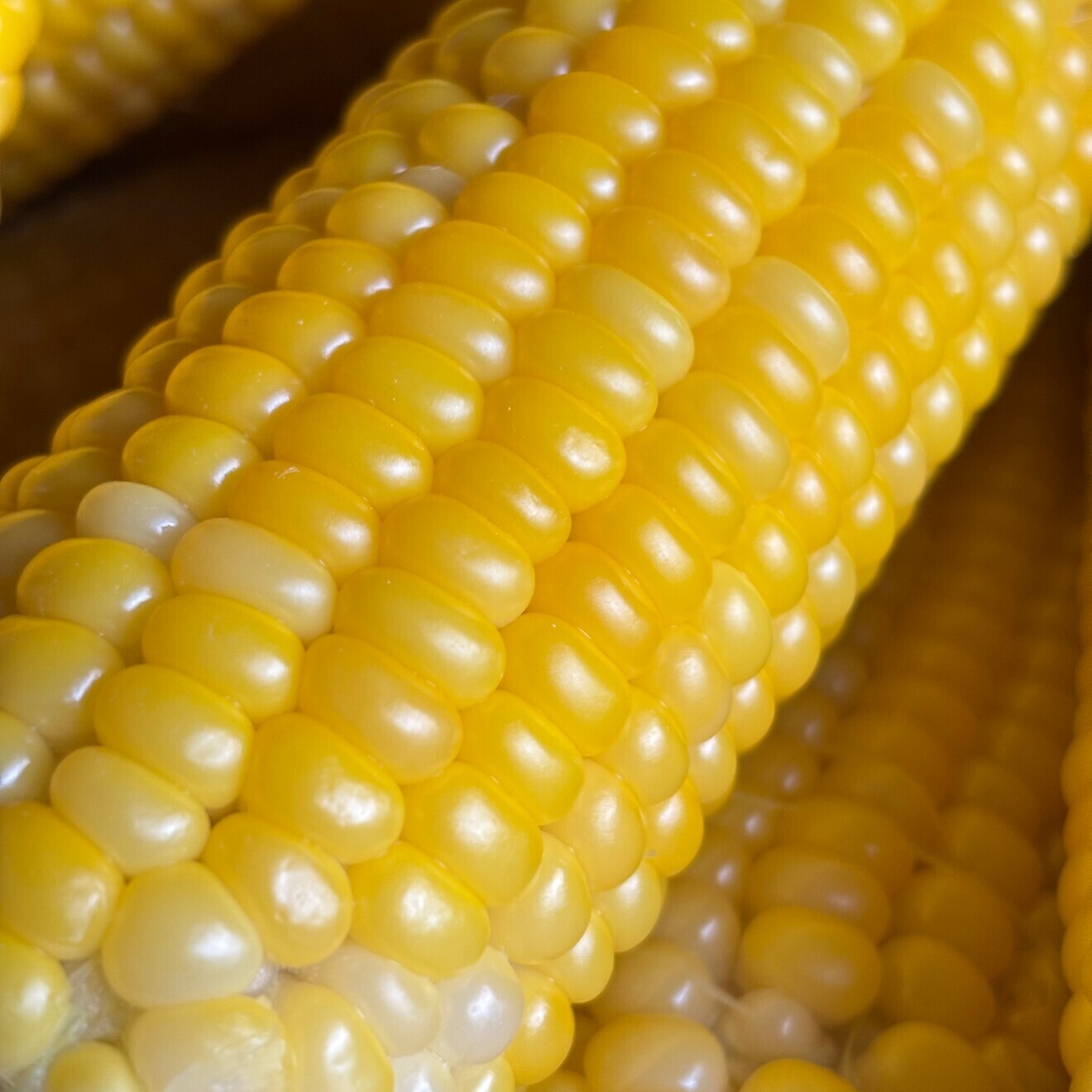 【フルーツみたいなとうもろこし🌽】小粒ながら力強い甘味のゴールドラッシュ　たっぷり食べてほしいから