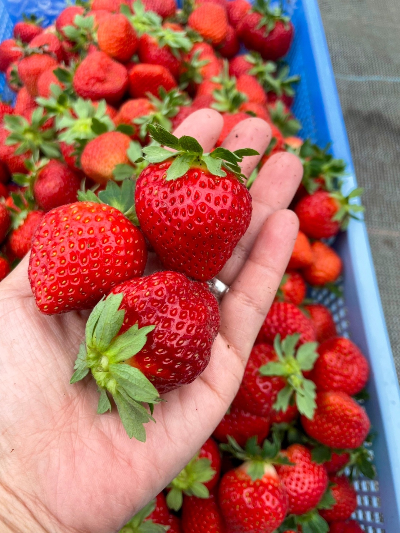 YAMABIKO BERRY"ストロベリー"　24本　地元食材を使用したオリジナルクラフトビール