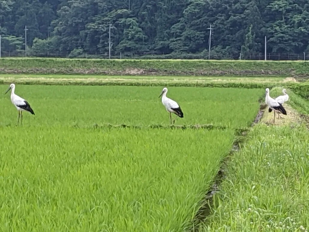 数量限定「玄米」30K　R7年産　特別栽培米　丹後こしひかり（送料一部地域かかります）