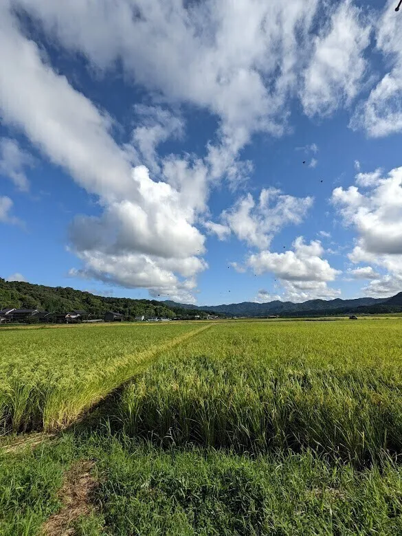 数量限定「玄米」30K　R7年産　特別栽培米　丹後こしひかり（送料一部地域かかります）