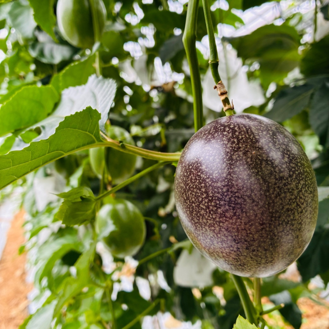 迷ったらコレ！お試し6玉セット！沖縄パッションフルーツ
