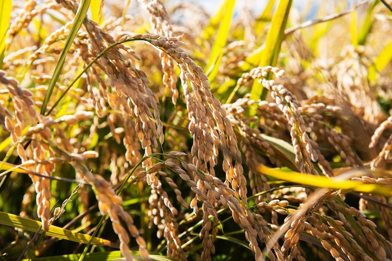 受賞歴あり 北海道産 特別栽培米ふっくりんこ白米5kg×2袋（10kg）