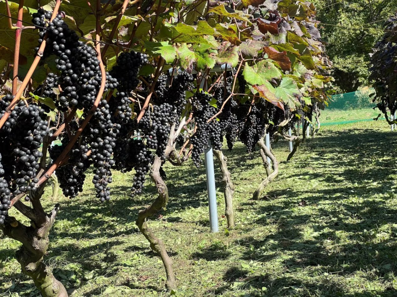 【2本セット】山梨県北杜市産 ヤマソービニオン 赤ワイン（13.5%）フルボディ