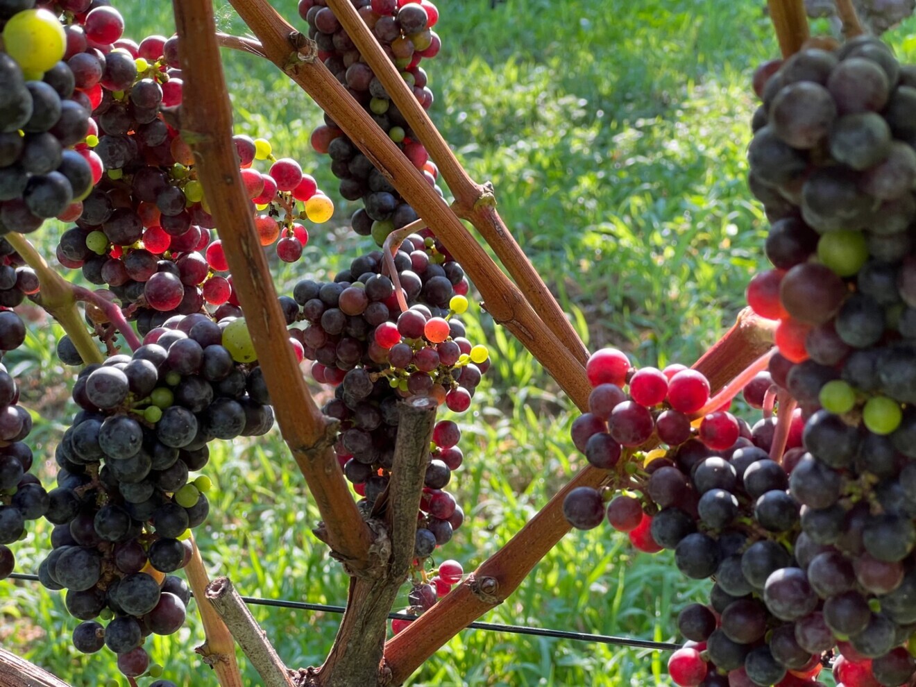 【2本セット】山梨県北杜市産 ヤマソービニオン 赤ワイン（13.5%）フルボディ