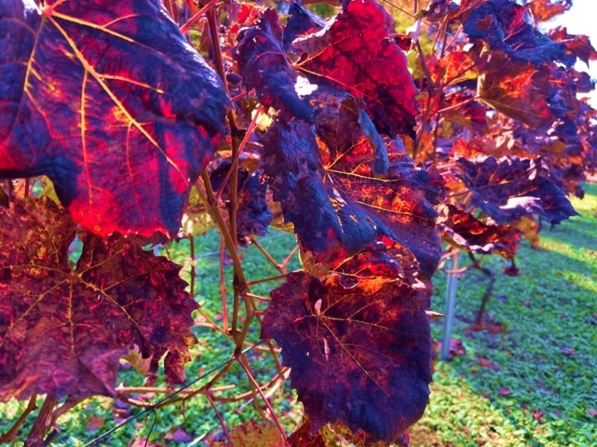 【2本セット】山梨県北杜市産 ヤマソービニオン 赤ワイン（13.5%）フルボディ