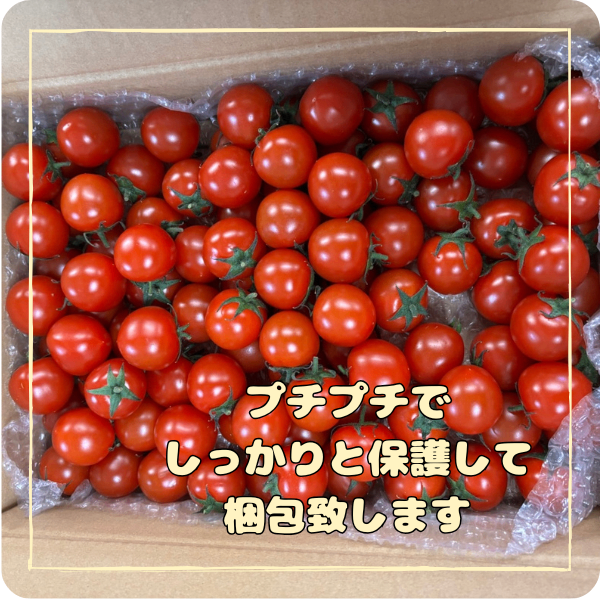 7月中~下旬まで]ミニだけどデカい！デカミニトマト3キロ【1.5kg×2