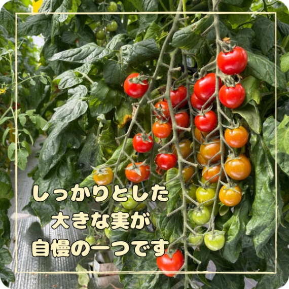 7月中~下旬まで]ミニだけどデカい！デカミニトマト3キロ【1.5kg×2