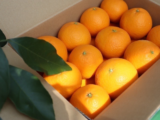 【国産オレンジ】ちょっぴり贅沢なハウス清見オレンジ4.5K