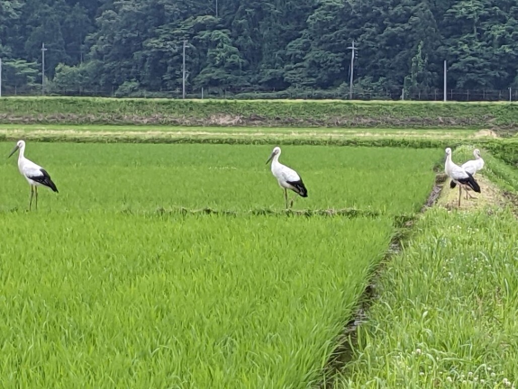 「農家の米粉」特別栽培米丹後こしひかり「米粉」400g×２パック