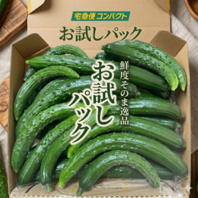 【お試しサイズ】新物　まっすぐとミニきゅうり（少なめ）ミックスになります🥒