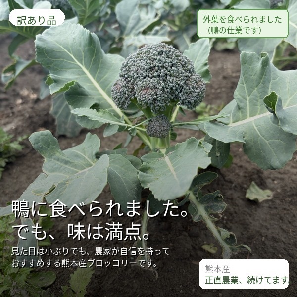 鴨にやられた🦆小さめブロッコリー🥦たっぷりBOX（80サイズ満タン）