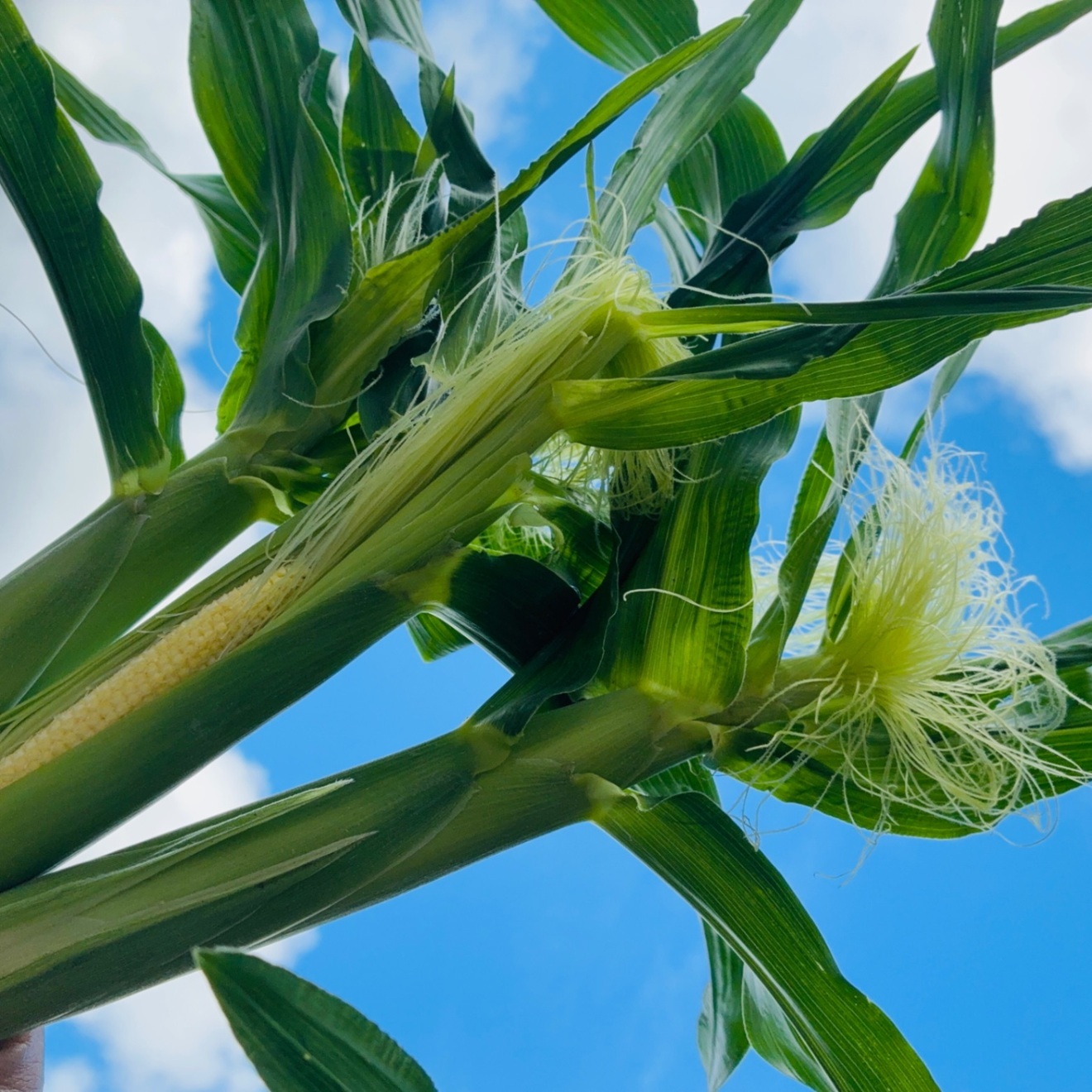 希少！この時期のヤングコーン♡沖縄産限定出荷！
新鮮さをそのまま食卓へ

