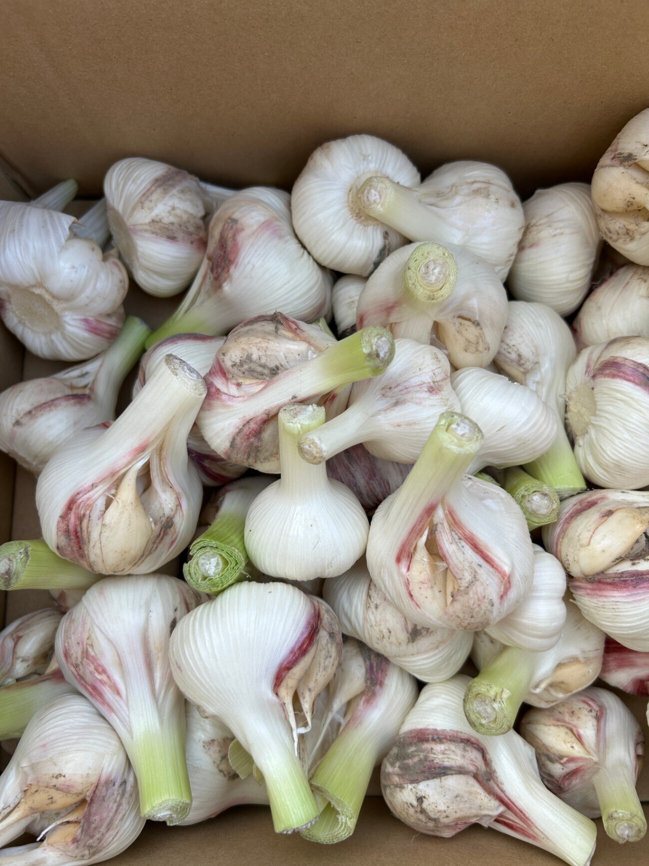 【ご家庭用】新にんにく1.5kg