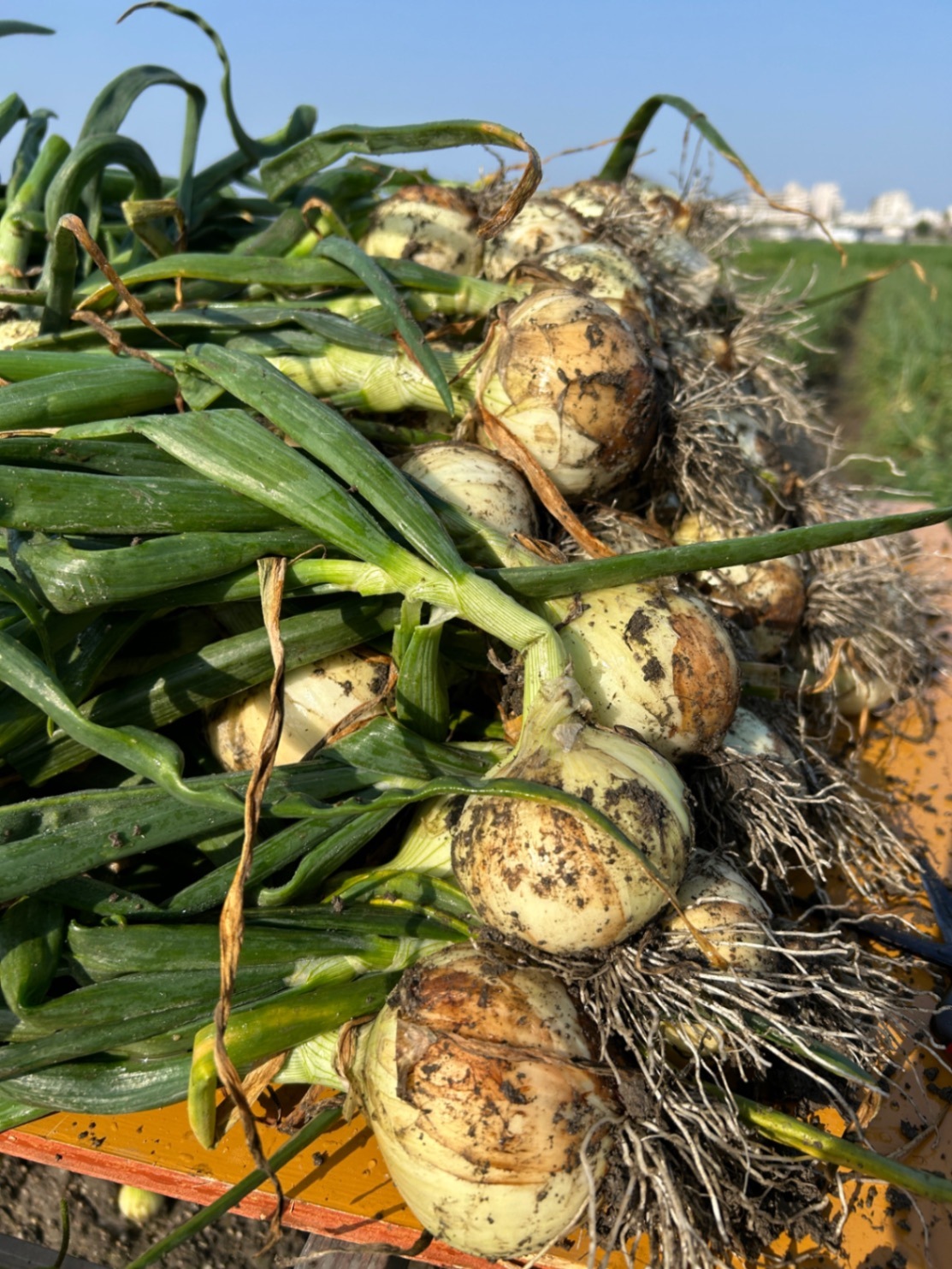 【家庭用】新玉ねぎ 3kg たまねぎ