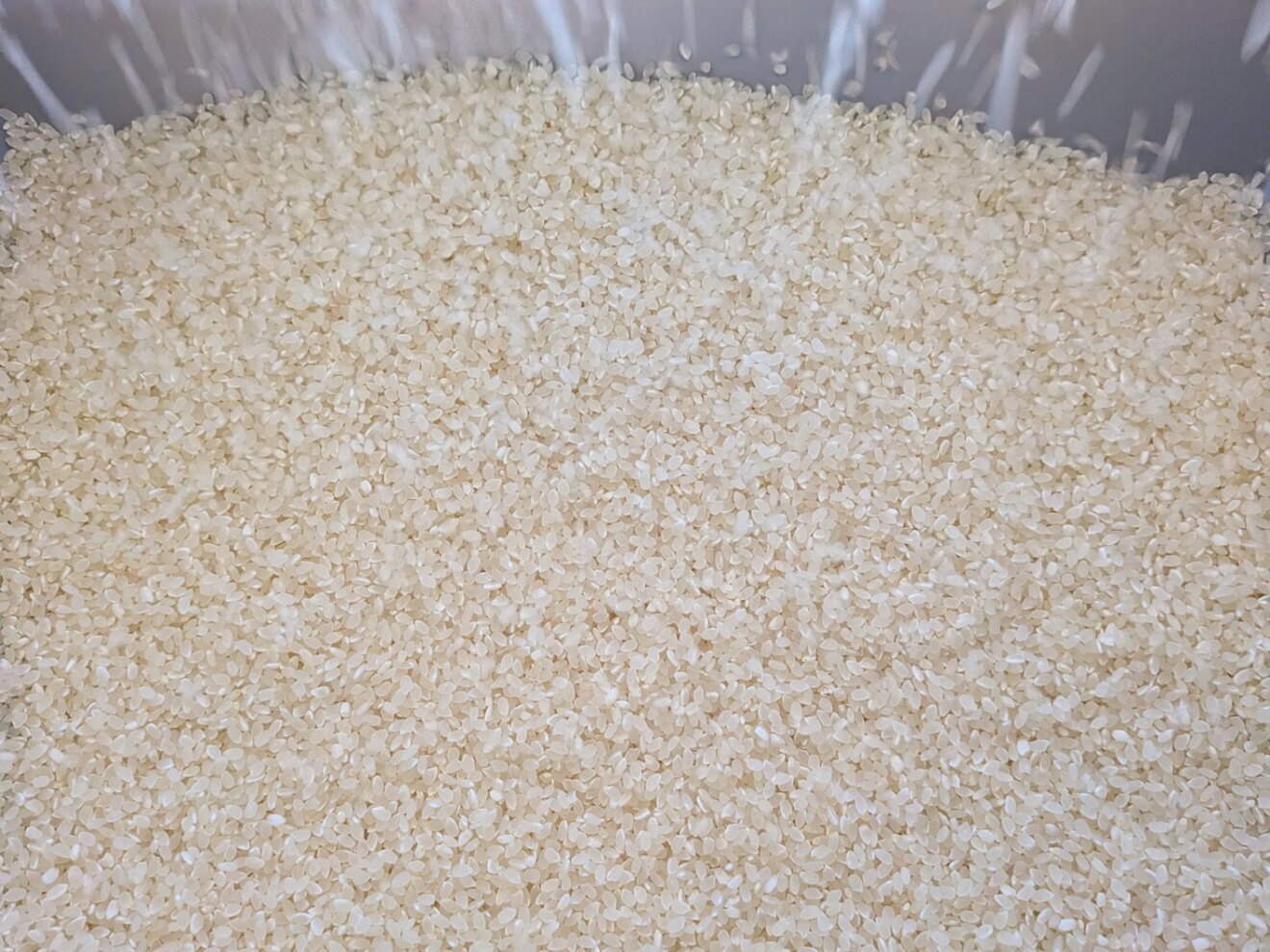 令和７年コシヒカリ　１５kg　