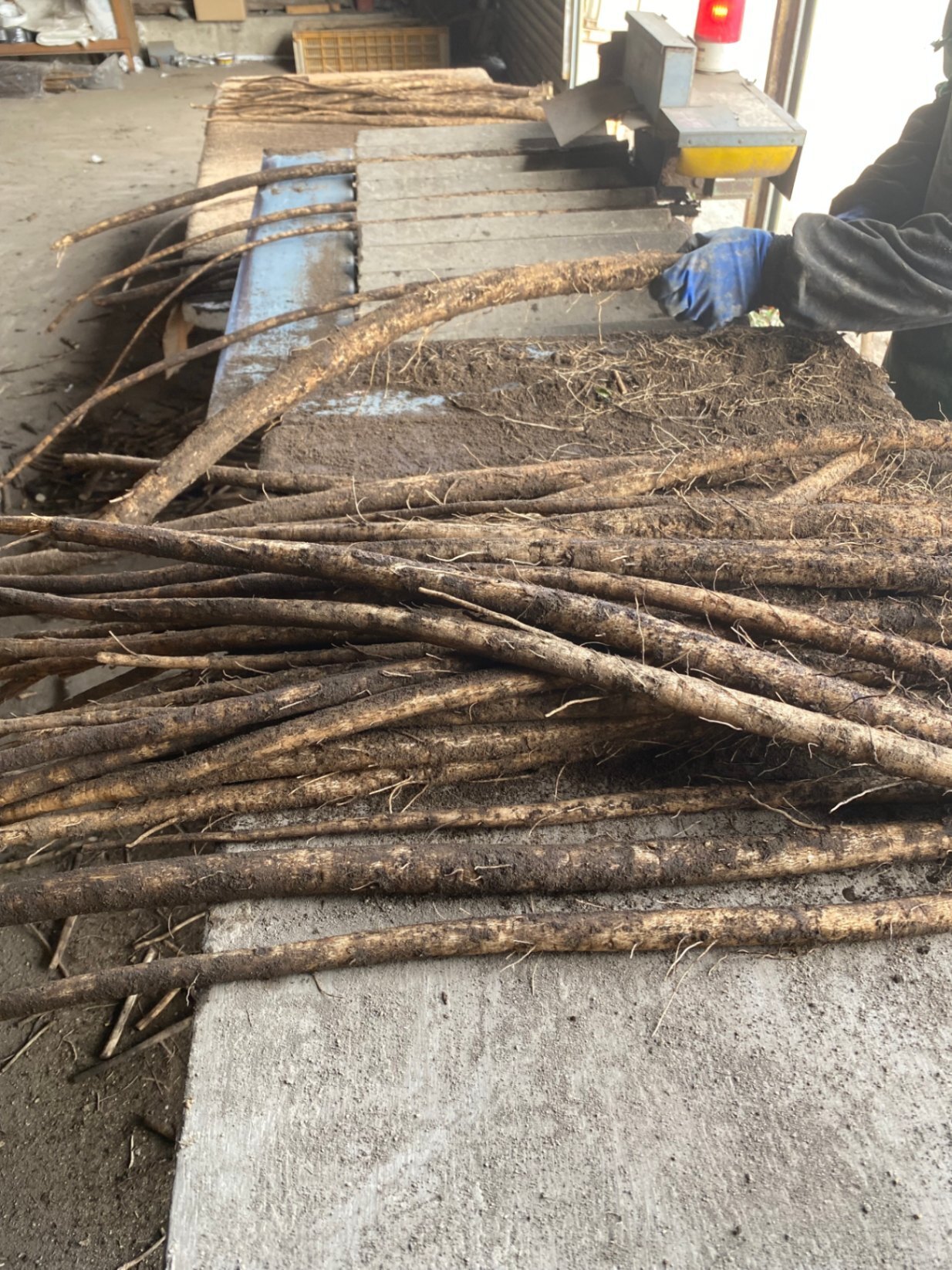 青森のおいし〜い「ごぼう」４kg　土付き