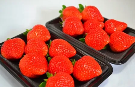 【秀品】大玉あまおう270g×2パック入 ご家庭でも 贈りものにも最適♪