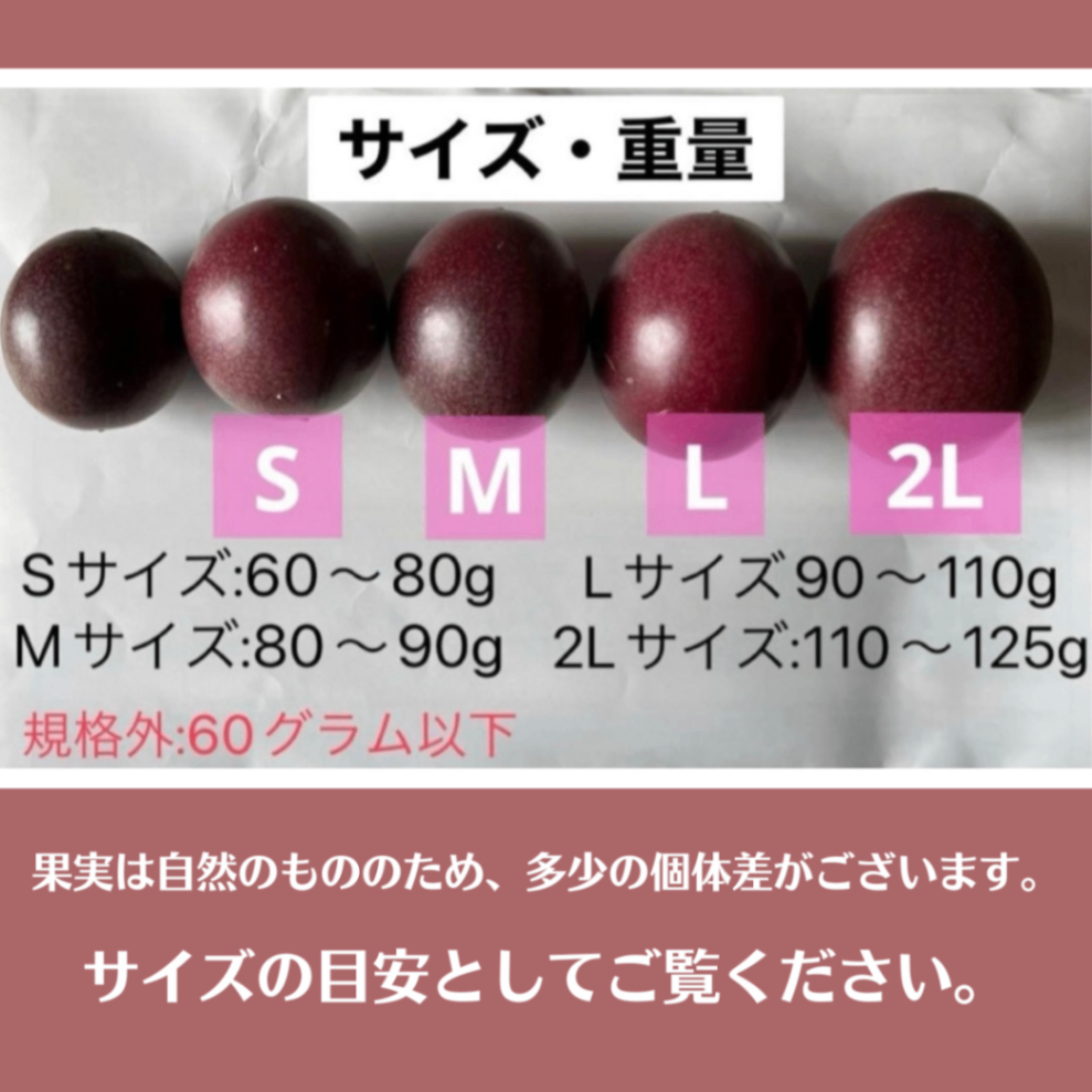 【秀品・贈答用】沖縄県産パッションフルーツ 12玉　香り豊か・化粧箱入り
