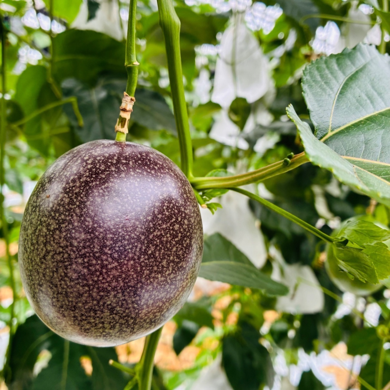 【秀品・贈答用】沖縄県産パッションフルーツ 12玉　香り豊か・化粧箱入り
