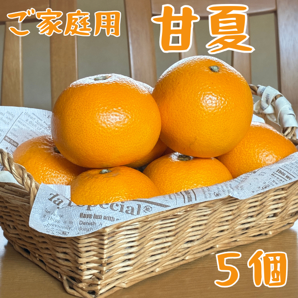 【三重県産】甘夏あまなつ🍊 ５個(M、Lサイズ)ご家庭用　送料無料 朝日をたっぷり浴びて育ちました