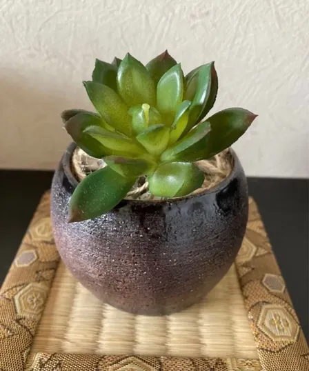 植木鉢(油滴天目) 浅鉢 2号相当 器 陶器 観葉植物 受賞作家 手作り 一点物 ⑥
