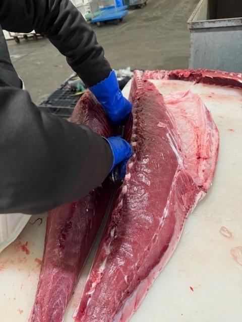 【生仕入れ・冷凍不使用】長崎県産 本マグロ約1kg（処理済）｜送料無料