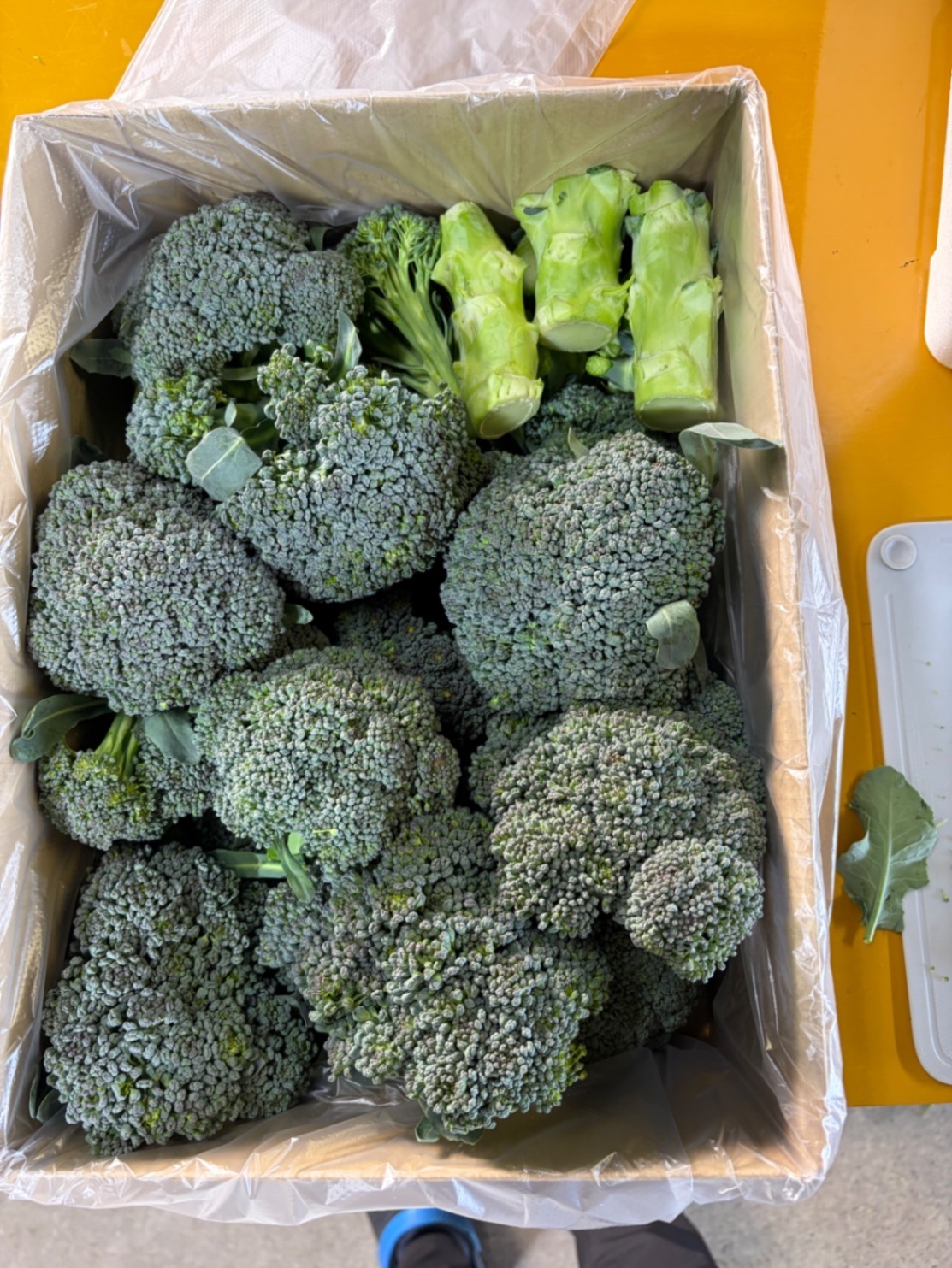 鴨にやられた🦆小さめブロッコリー🥦たっぷりBOX（80サイズ満タン）