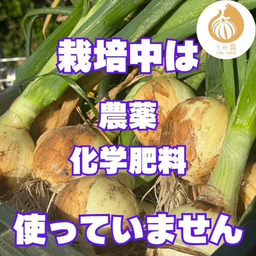 【農家直送】熊本県産 たまねぎ 2kg 栽培期間中農薬不使用